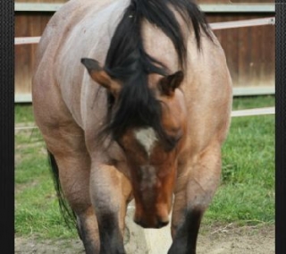  Élevage de chevaux et école d'équitation 